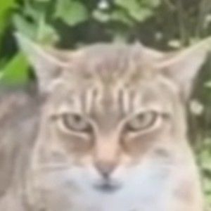 Meet your Posher, Legendary